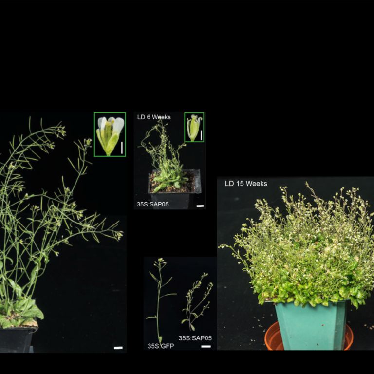 Phytoplasma effector SAP05 induces witches' broom in Arabidopsis – Credit: Weijie Huang JIC