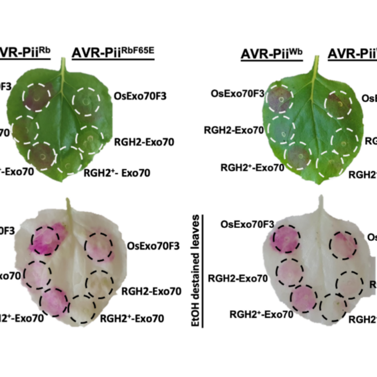 Saado etal 2025 biorxiv
