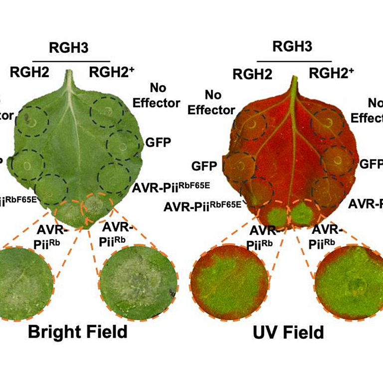 Saado etal 2026 Plant Cell