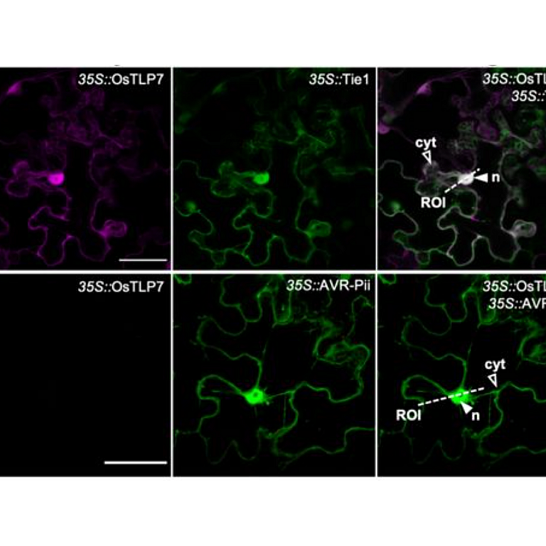 Saado etal 2026 biorxiv