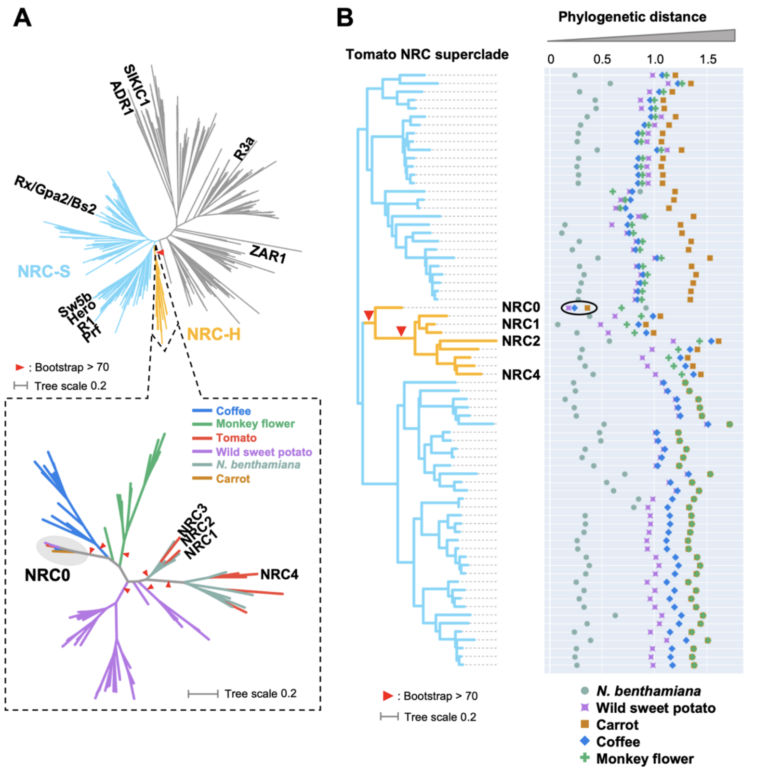 Figure from Sakai et al (2023)