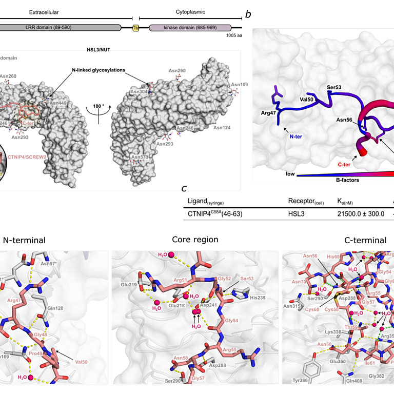 Sandoval etal 2025 biorxiv