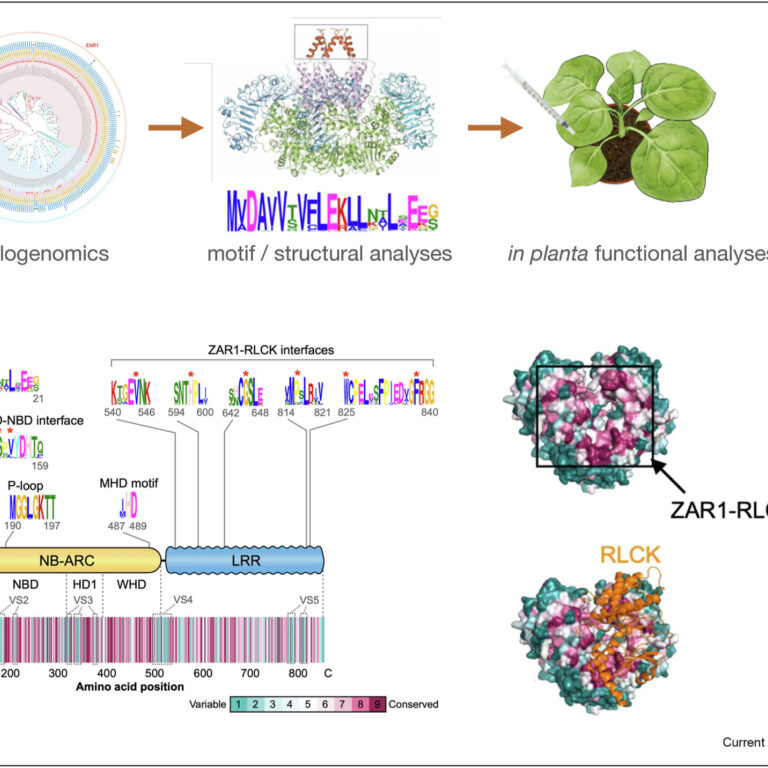 Figure from Schornack & Kamoun (2023)