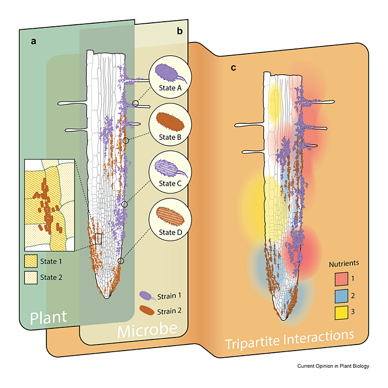Song etal 2026 Curr Opin Plant Biol
