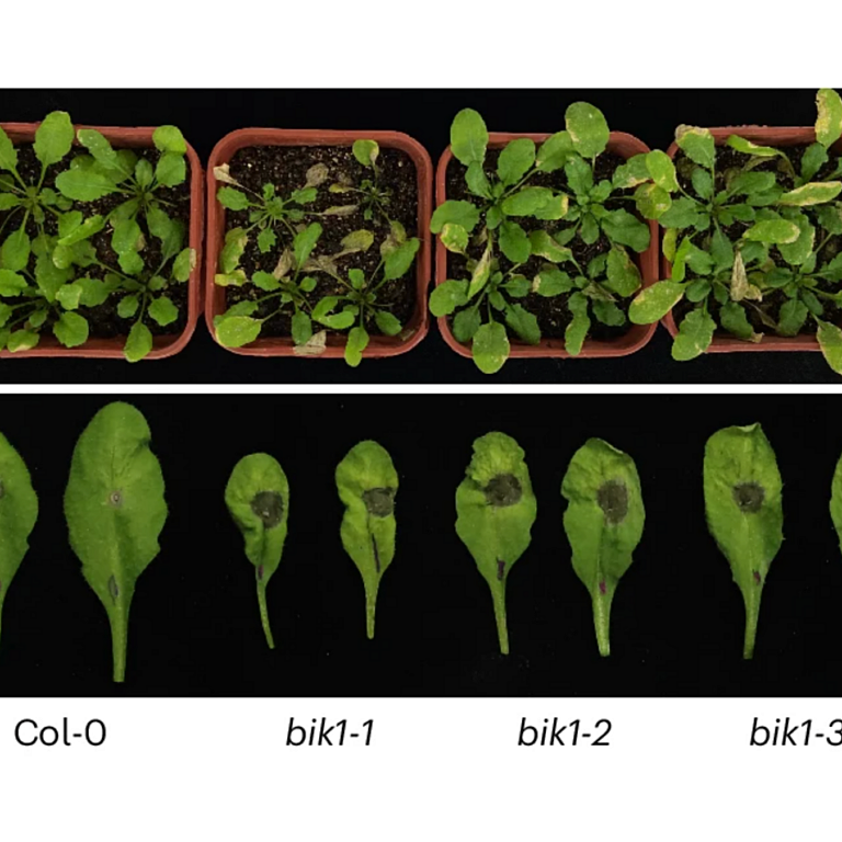 Song etal 2026 Nat Plants