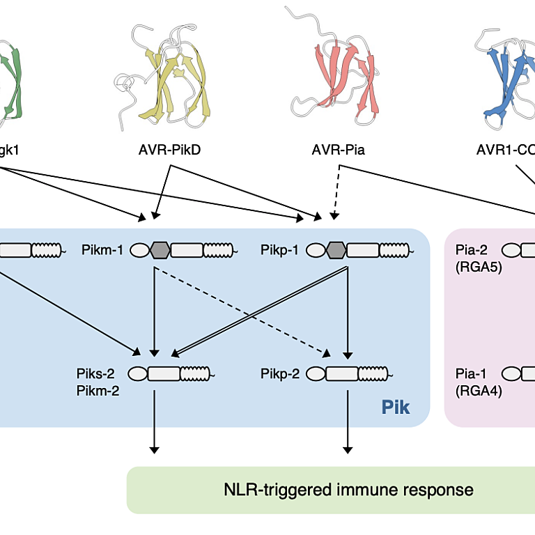 Image from Sugihara et al (2022)
