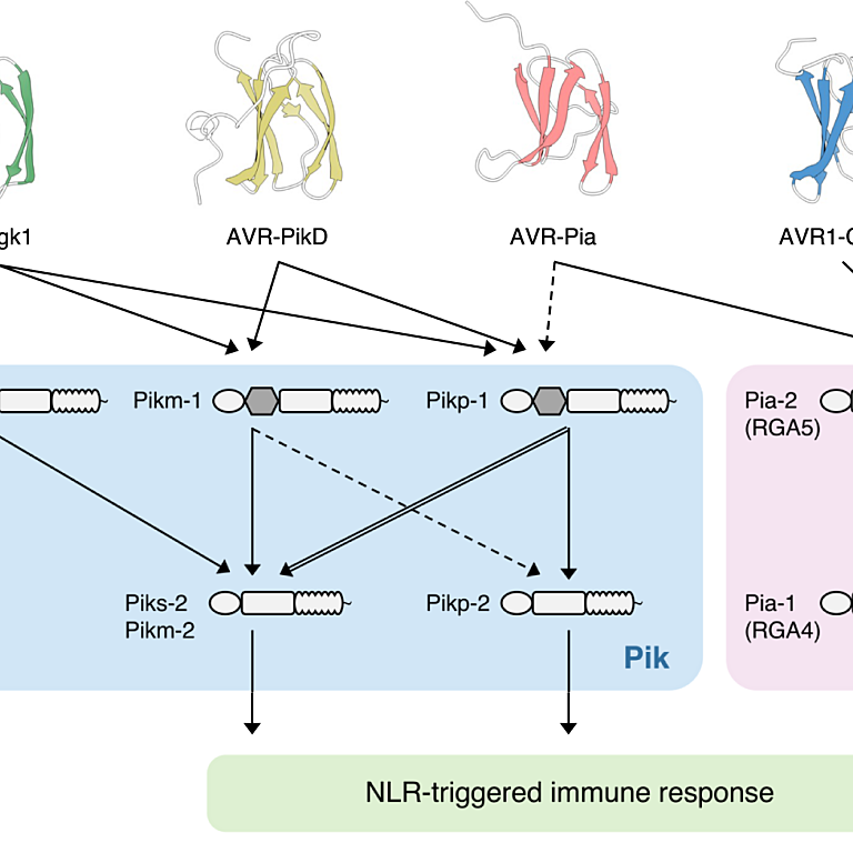 Figure from Sugihara et al (2023)