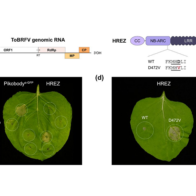 Sugihara etal 2026 biorxiv