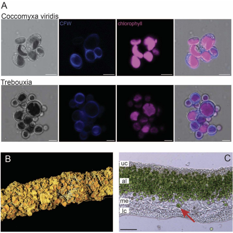 Figure from Tagirdzhanova et al (2023)