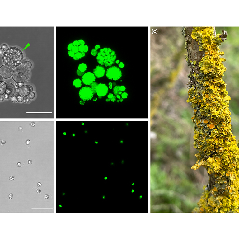 Tagirdzhanova 2025 New Phytol
