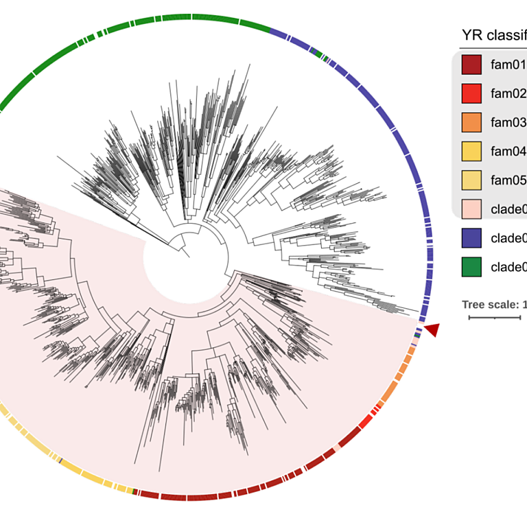 Tagirdzhanova etal 2025 biorxiv