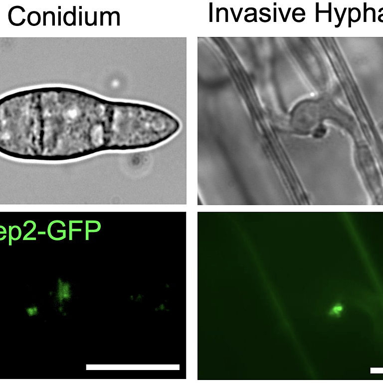 Figure from Tang et al (2022)