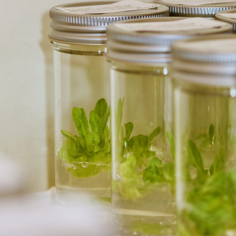Photograph of tissue culture plantlets being grown in plastic vessels