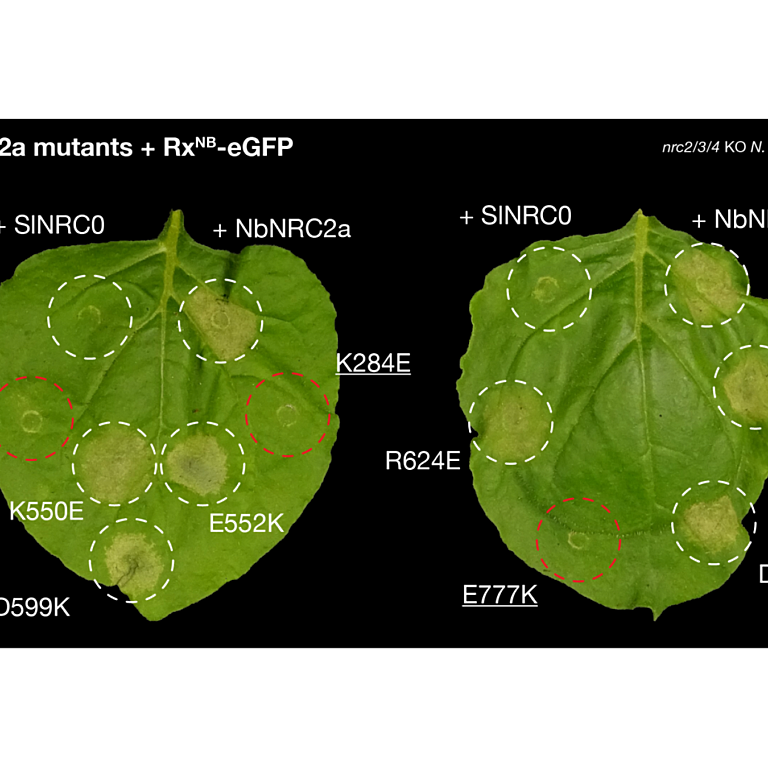 Toghani etal 2026 biorxiv 20 May