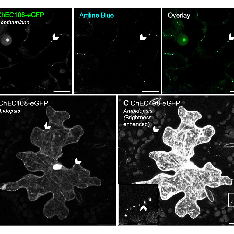 Turley etal 2026 biorxiv