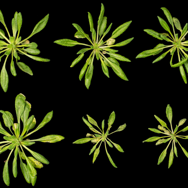 siRNA mutants infected with fungi and phytophthora