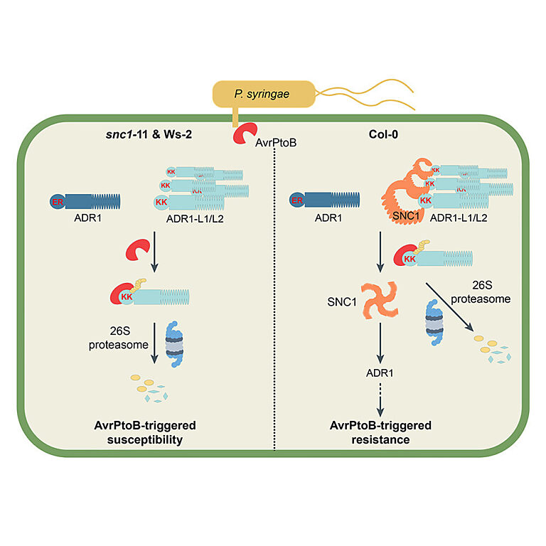 Graphical abstract from Wang et al (2023)
