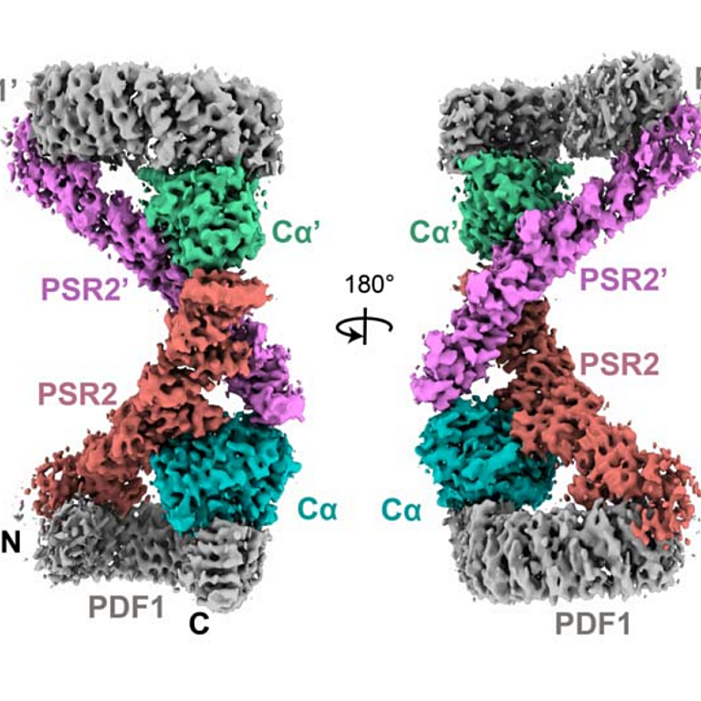 Wang etal 2025 biorxiv
