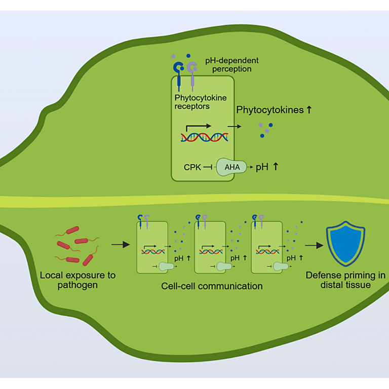 Wang etal 2026 Cell