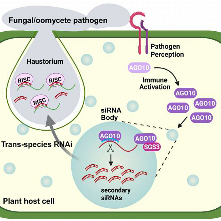 Wang etal 2026 biorxiv