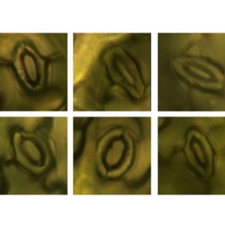Wang etal Oct2026 biorxiv