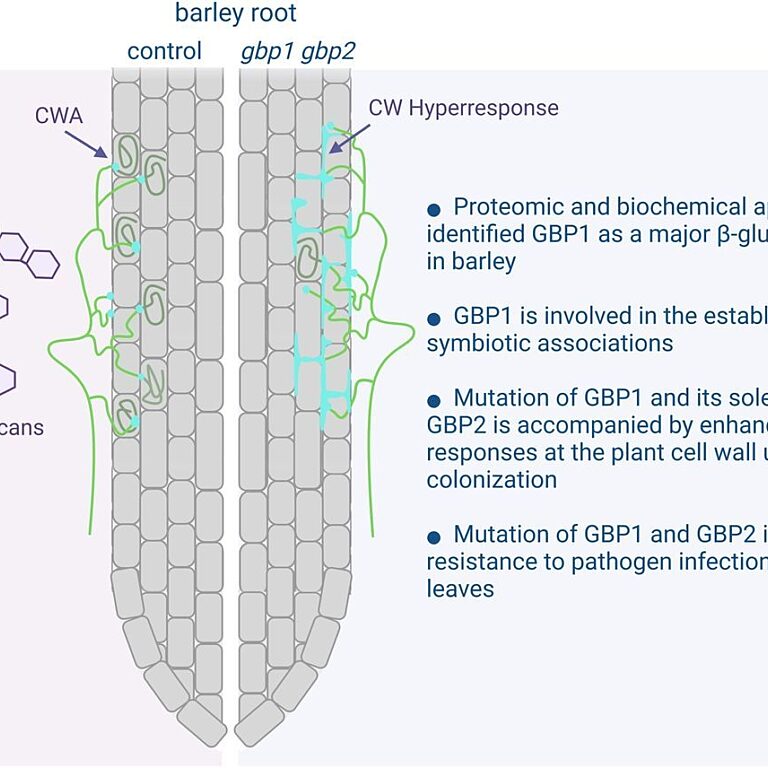 Figure from Wanke et al (2023)