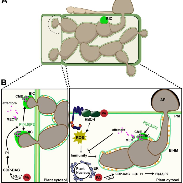 Figure from Were & Talbot (2023)