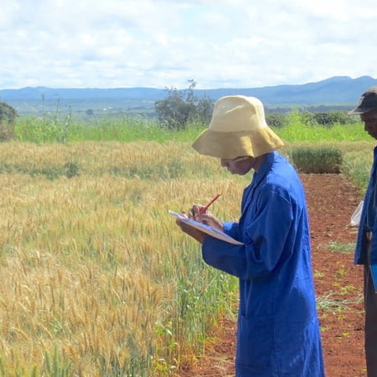 Scientists note the effects of wheat blast in the Mpika district of Zambia