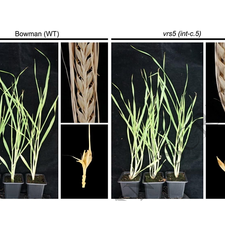 Four-week-old plants, dried spike and spikelet triplet of Wild type (WT) (Bowman) and vrs5 (int-c.5) respectively