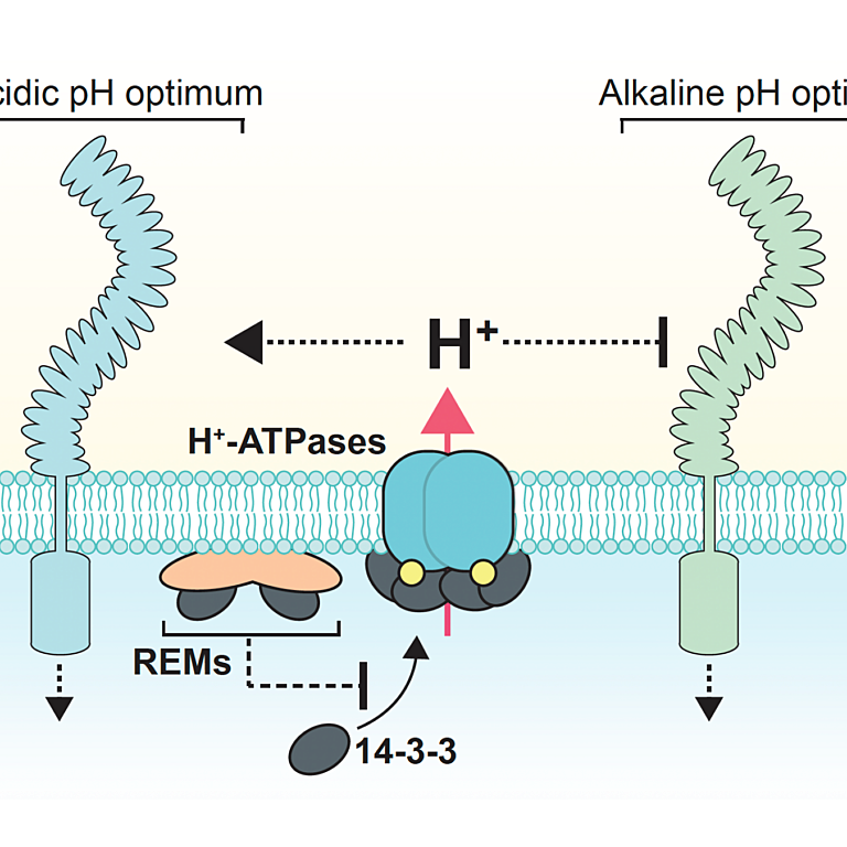 Xhelilaj etal 2025 biorxiv