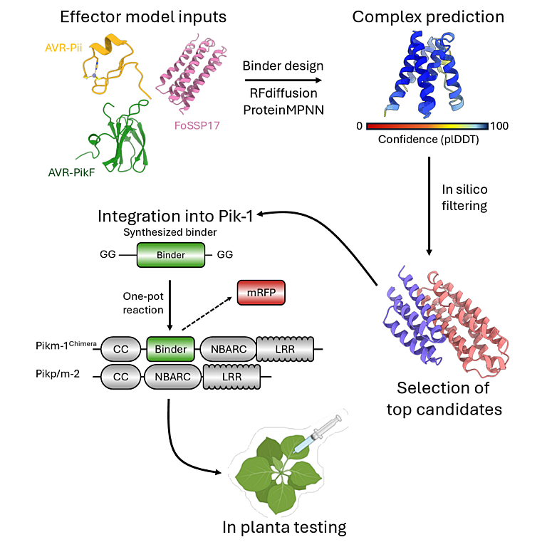 Xi etal 2026 biorxiv