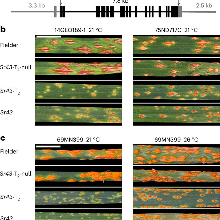 Figure from Yu et al (2023)