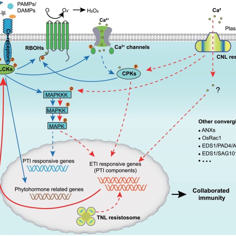 Figure from Yuan et al (2021)