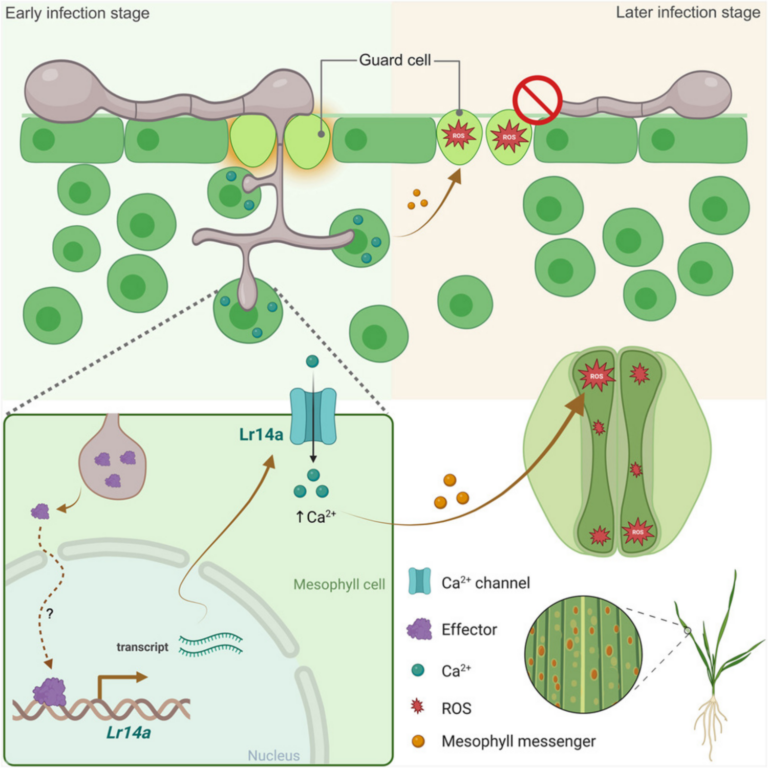 Yue etal 2025 Curr Biol