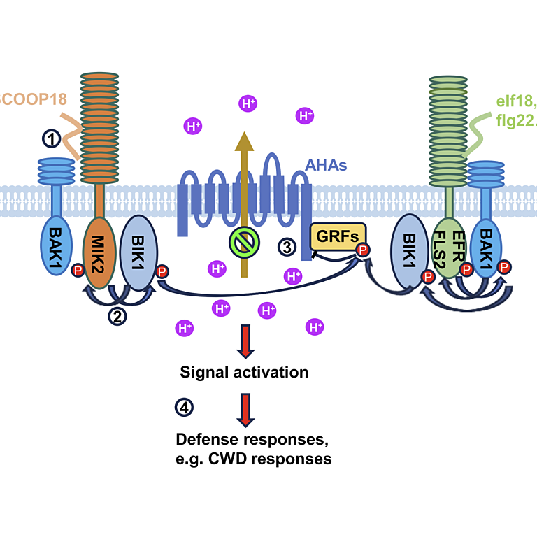 A proposed model for extracellular alkalization triggered by plant cell-surface receptor kinases in defense activation.