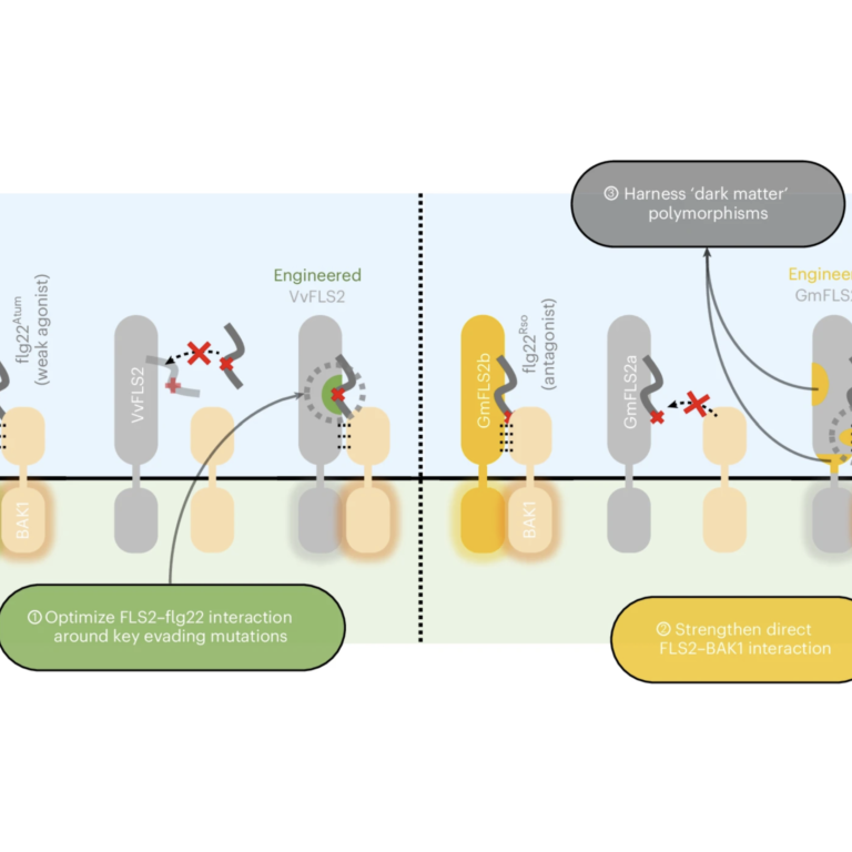 Summary of proposed design principles to engineer expanded recognition spectra towards evading flg22 variants