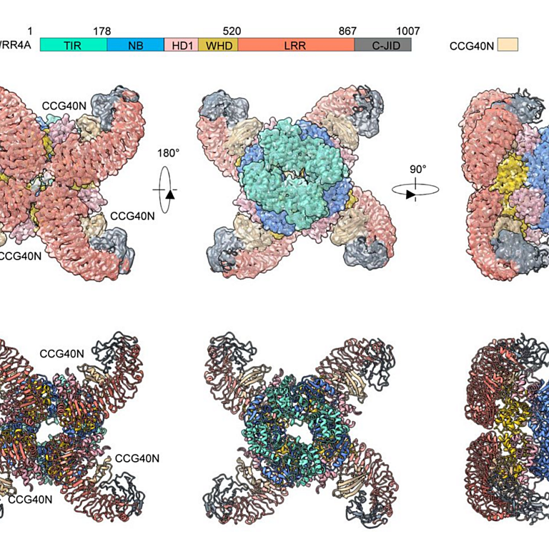 Zhao etal 2026 biorxiv