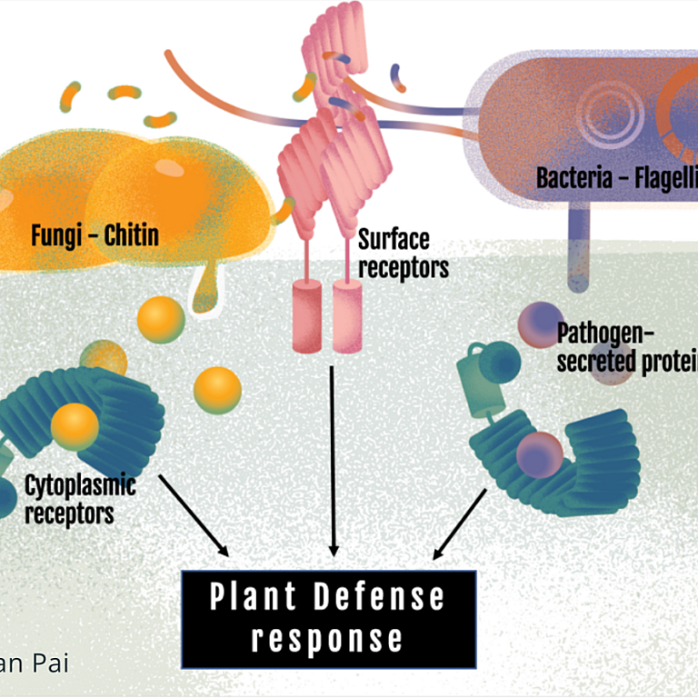 An artistic depiction of different pathogens on the cell surface and the intracellular receptors that detect the effector molecules.