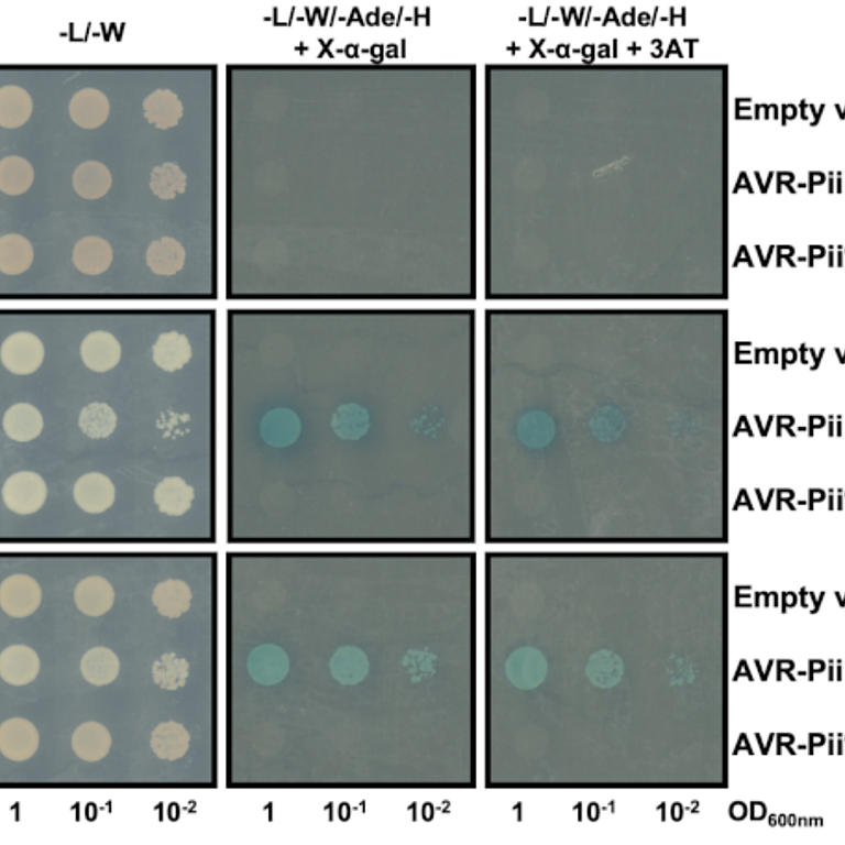 Figure from de la Concepcion et al (2023)