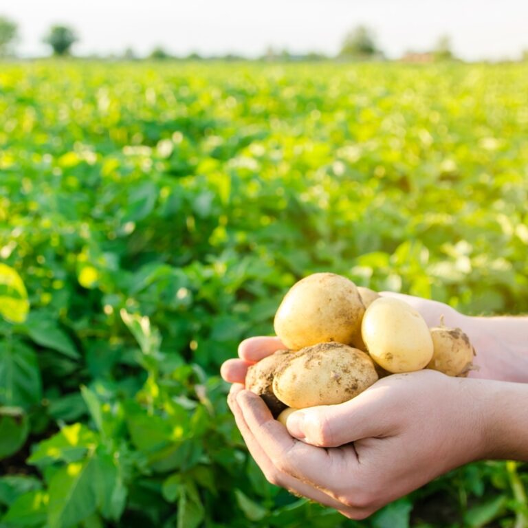 Fresh young potatoes being held in the hands of a farmer against a background of a potato crop in the field