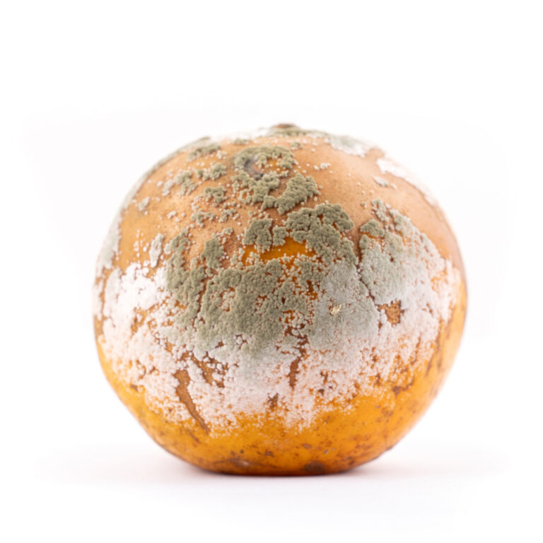 Photograph of a mouldy orange