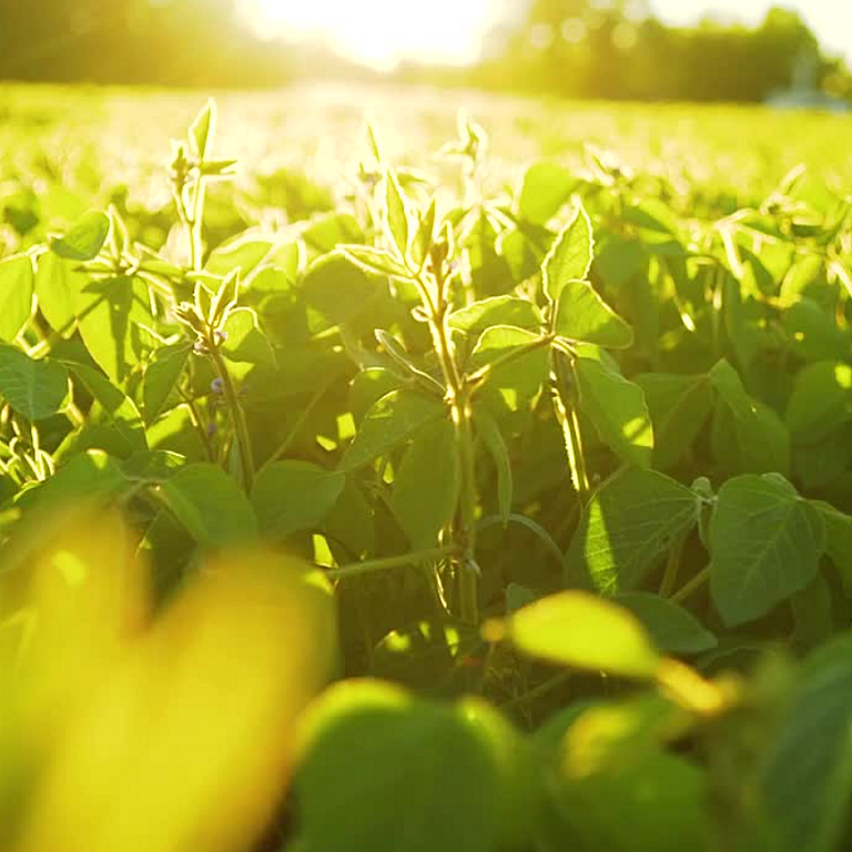 soybean field lit by sun