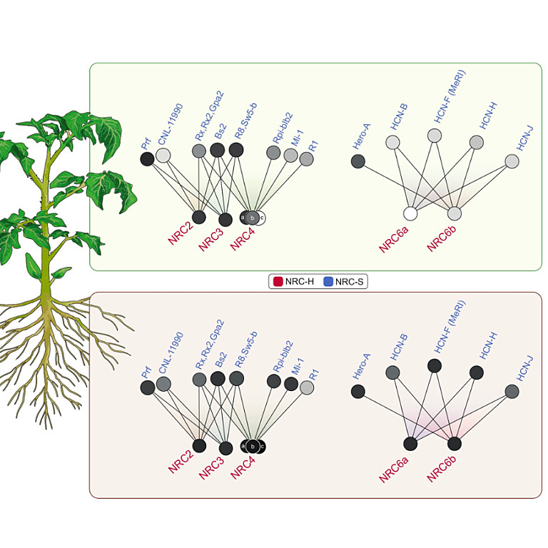 Diagram of root NLR network