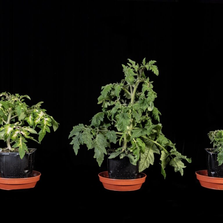 Wenbo infected tomato plants