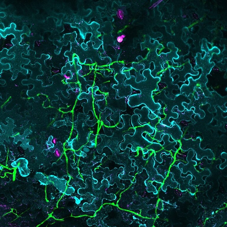Wenbo protein expression in Benthi infected with phytophthora