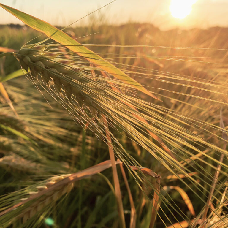 Image showing an ear of wheat against a sky with the sun low on the horizon