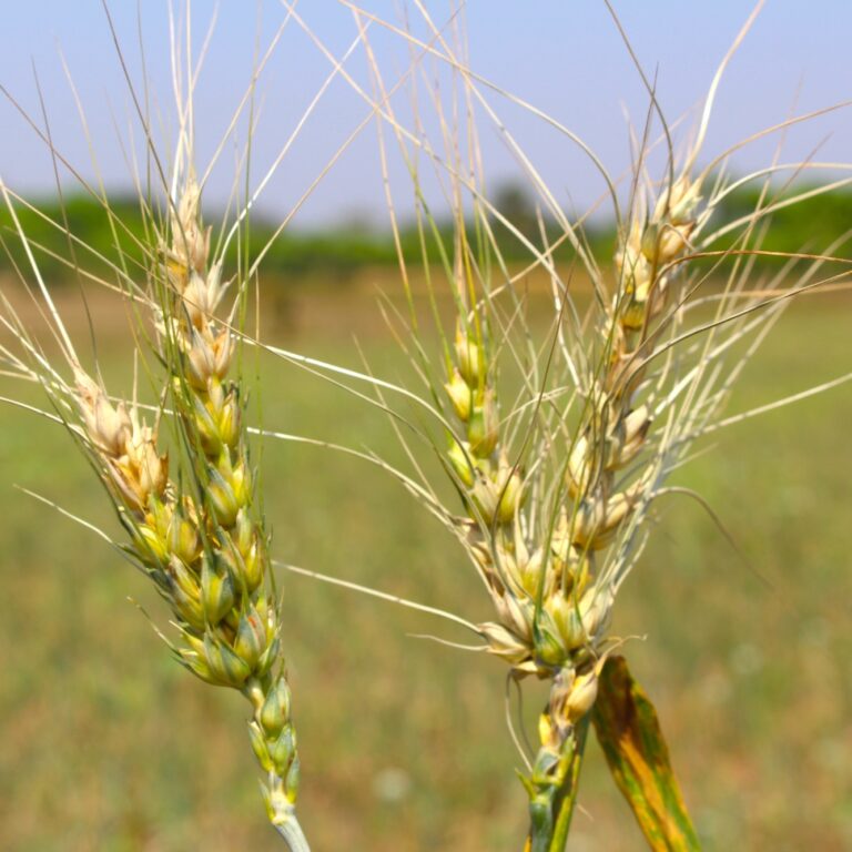 Two ears of wheat showing bleached spikes, the symptoms of wheat blast infection.