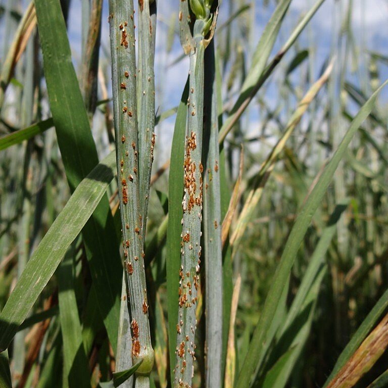 Symptoms of wheat stem rust