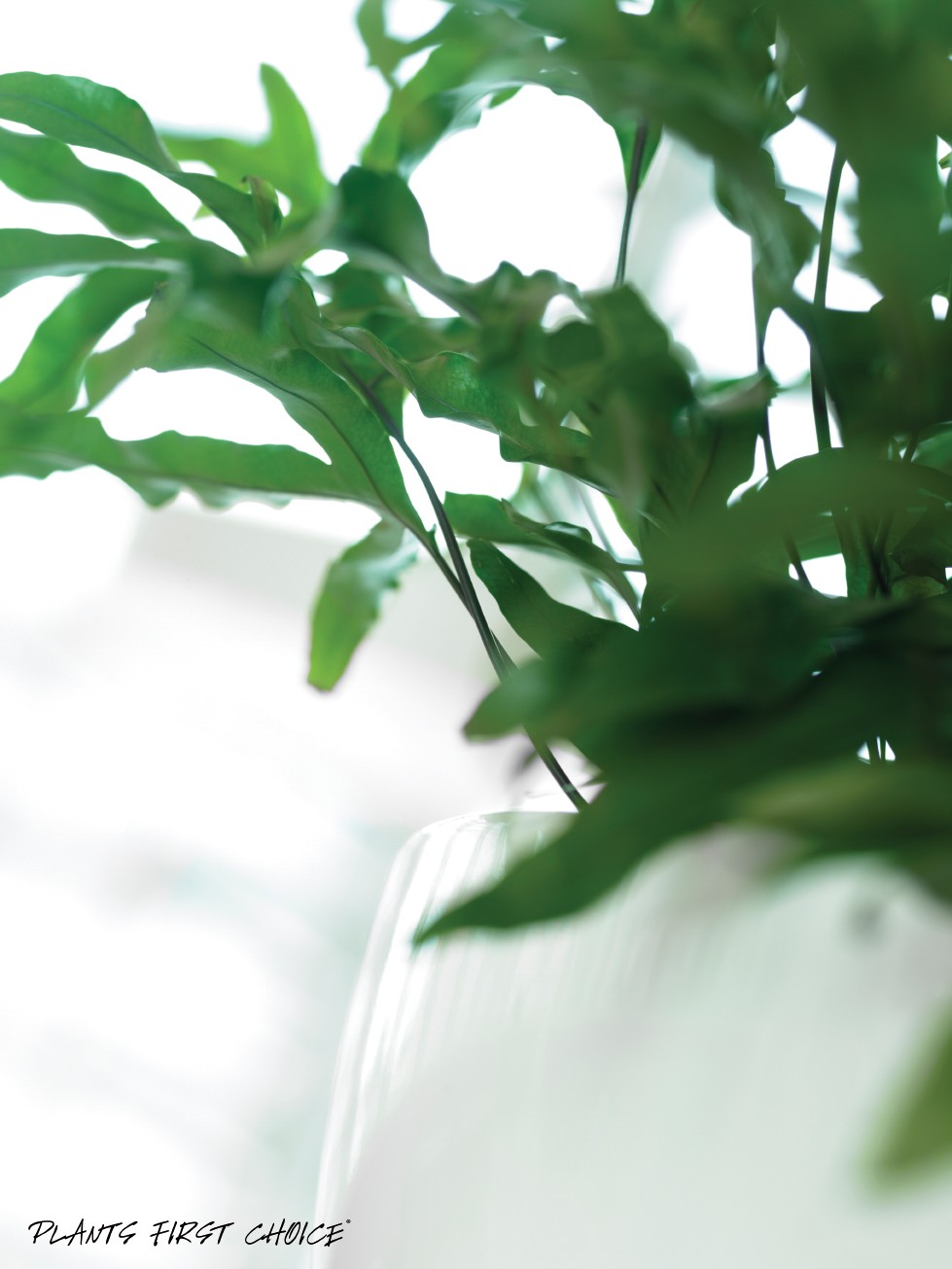 Good for your home Urban Planters