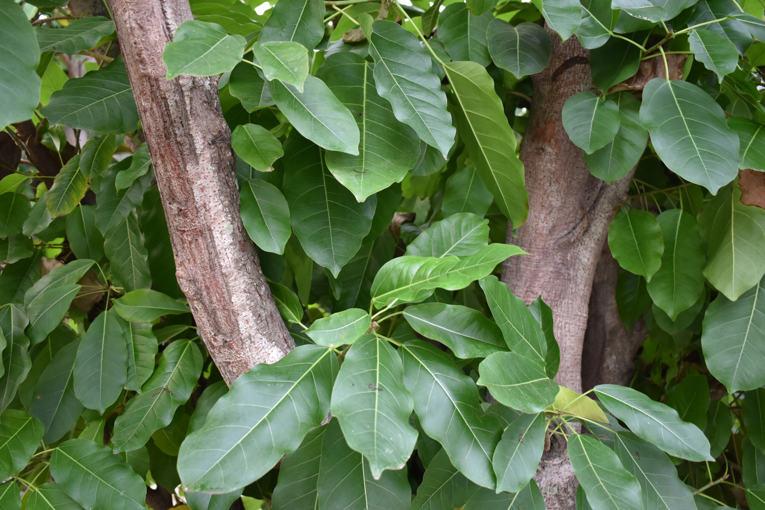 Office Plants, Indoor & Outdoor Plant Displays & Landscaping Services